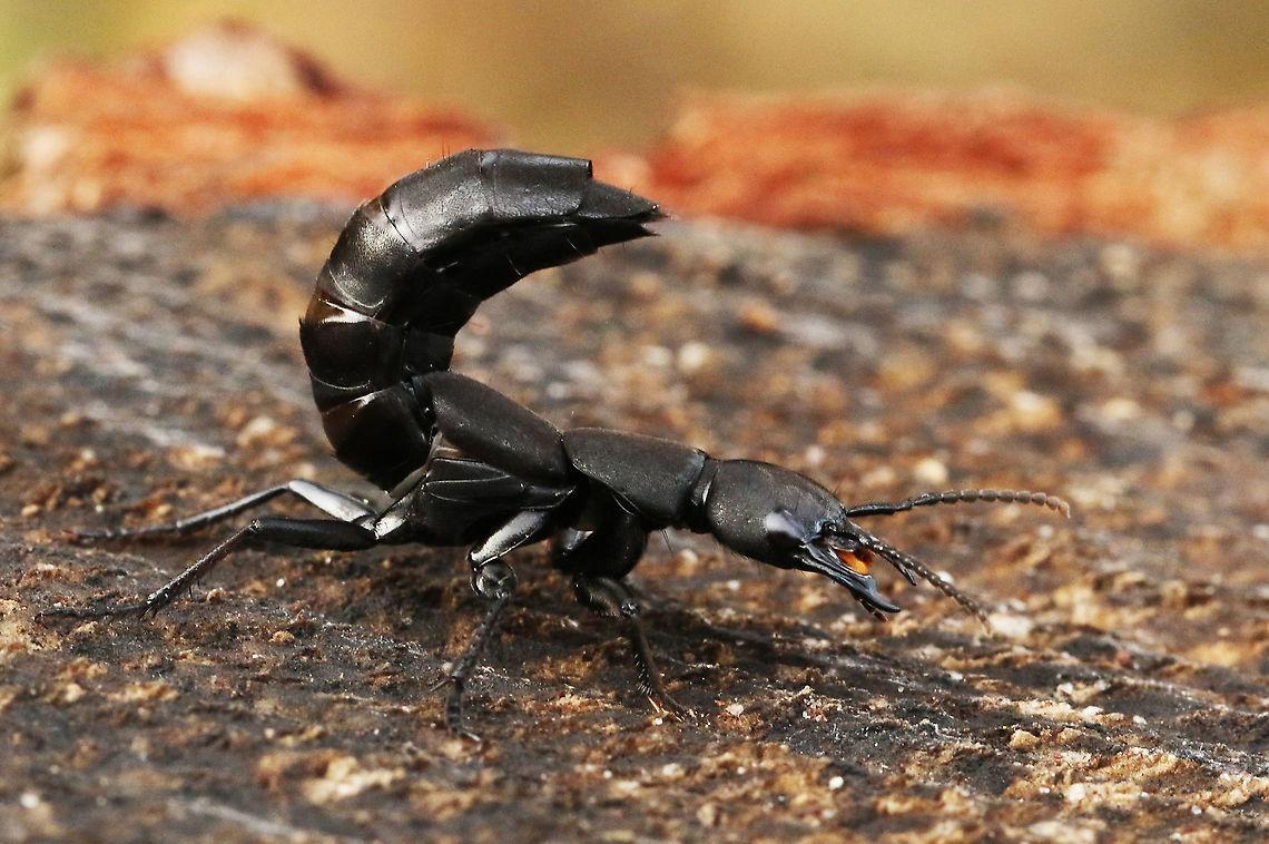 Devil's Coach Horse Beetle